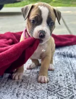 Sadie Ray, a female American Bulldog for sale in Mcdonough, GA – 6 of 9