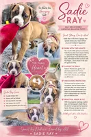 Sadie Ray, a female American Bulldog for sale in Mcdonough, GA – 1 of 9