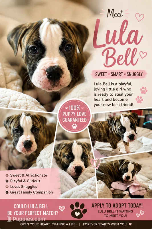 💟 Lulla Belle 💜 The Puppy That Just WantsTo Love  You! 💟 READY NOW – American Bulldog puppy for sale in Mcdonough, GA
