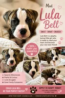 💟 Lulla Belle 💜 The Puppy That Just WantsTo Love  You! 💟 READY NOW, a female American Bulldog for sale in Mcdonough, GA – 1 of 10