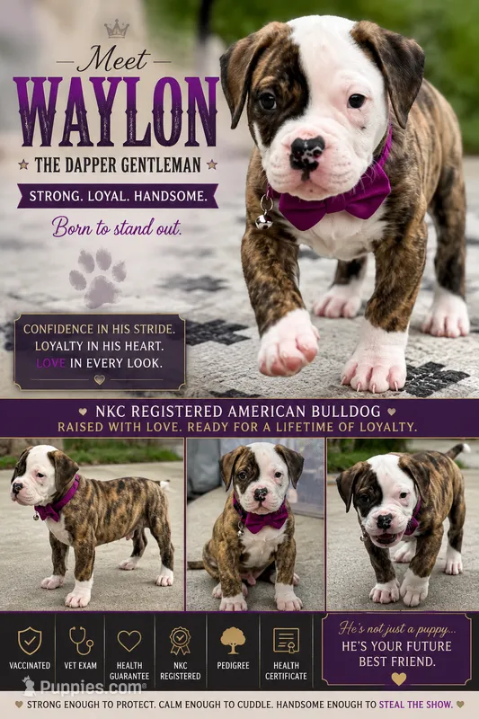 Meet Waylon… the puppy that quietly stole the spotlight – American Bulldog puppy for sale in Mcdonough, GA