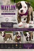 Meet Waylon… the puppy that quietly stole the spotlight, a male American Bulldog for sale in Mcdonough, GA – 1 of 10
