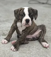 💜Jolene The Quiet Confidence Of A True Companion, a female American Bulldog for sale in Mcdonough, GA – 5 of 8