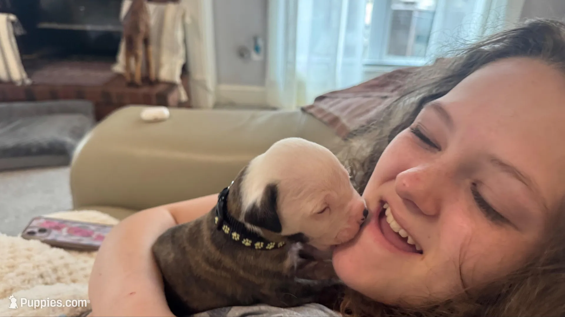 Bo, a male American Bulldog for sale in Mcdonough, GA – 5 of 6