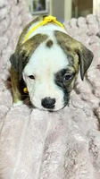 Daisy May the Gentle Giant, a female American Bulldog for sale in Mcdonough, GA – 4 of 8