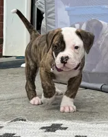 Meet Waylon… the puppy that quietly stole the spotlight, a male American Bulldog for sale in Mcdonough, GA – 8 of 10