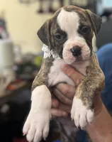 Lula Belle The little angel with the big ♥️, a female American Bulldog for sale in Mcdonough, GA – 8 of 10