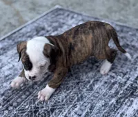 Big lazy love bug ~Waylon The American Bulldog, a male American Bulldog for sale in Mcdonough, GA – 2 of 9