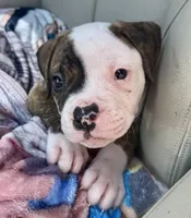 About Waylon — The Shotgun Rider 🤎🚙, a male American Bulldog for sale in Mcdonough, GA – 8 of 10