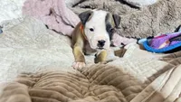 NKC Ellie Sue, a female American Bulldog for sale in Mcdonough, GA – 7 of 9