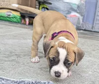Sadie Ray, a female American Bulldog for sale in Mcdonough, GA – 3 of 9