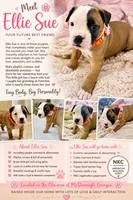 NKC Ellie Sue, a female American Bulldog for sale in Mcdonough, GA – 2 of 9
