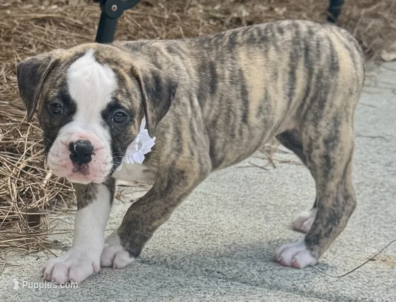 Talkative Little Sweetheart ~ Lula Belle – American Bulldog puppy for sale in Mcdonough, GA