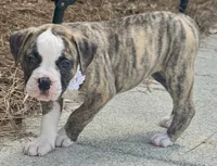 Lula Belle The little angel with the big ♥️, a female American Bulldog for sale in Mcdonough, GA – 4 of 10