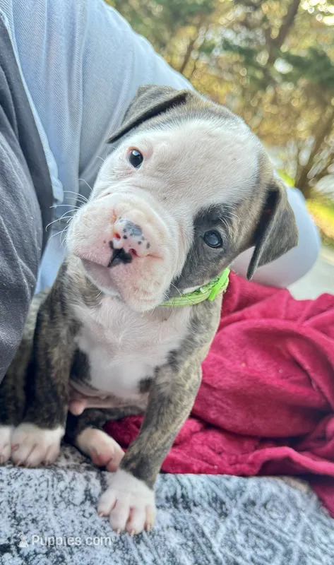 Big Paws, Small Body ~ Cletus – American Bulldog puppy for sale in Mcdonough, GA