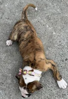 🌼Daisy May🌼Gentle Giant and Future Best Friend! READY NOW!!, a female American Bulldog for sale in Mcdonough, GA – 4 of 8