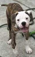 💙Bo ~ Built For Love ❤️ Ready For Family 💙 READY NOW! , a male American Bulldog for sale in Mcdonough, GA – 6 of 10