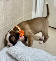 NKC Ellie Sue, a female American Bulldog for sale in Mcdonough, GA – 5 of 9