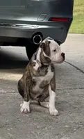 💙Bo ~ Built For Love ❤️ Ready For Family 💙 READY NOW! , a male American Bulldog for sale in Mcdonough, GA – 9 of 10