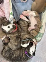 Roscoe ~ NKC American Bulldog puppy, a male American Bulldog for sale in Mcdonough, GA – 10 of 10