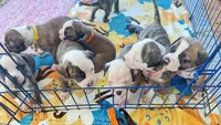 Roscoe ~ NKC American Bulldog puppy, a male American Bulldog for sale in Mcdonough, GA – 9 of 10