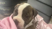 Roscoe ~ NKC American Bulldog puppy, a male American Bulldog for sale in Mcdonough, GA – 3 of 10