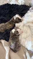Roscoe ~ NKC American Bulldog puppy, a male American Bulldog for sale in Mcdonough, GA – 5 of 10