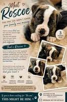 Roscoe ~ NKC American Bulldog puppy, a male American Bulldog for sale in Mcdonough, GA – 6 of 10