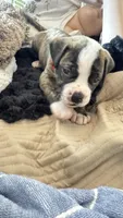 Roscoe ~ NKC American Bulldog puppy, a male American Bulldog for sale in Mcdonough, GA – 2 of 10