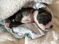 Roscoe ~ NKC American Bulldog puppy, a male American Bulldog for sale in Mcdonough, GA – 8 of 10