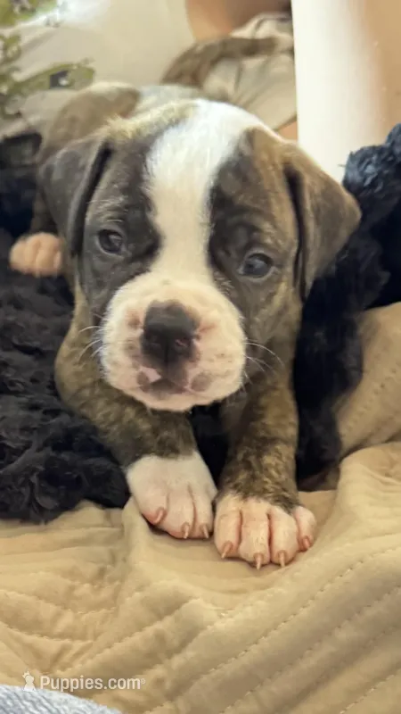 Roscoe ~ NKC American Bulldog puppy – American Bulldog puppy for sale in Mcdonough, GA
