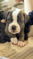 Roscoe ~ NKC American Bulldog puppy, a male American Bulldog for sale in Mcdonough, GA – 1 of 10