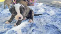 Roscoe ~ NKC American Bulldog puppy, a male American Bulldog for sale in Mcdonough, GA – 7 of 10