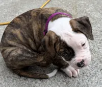 Meet Waylon… the puppy that quietly stole the spotlight, a male American Bulldog for sale in Mcdonough, GA – 9 of 10