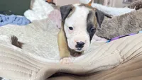 NKC Ellie Sue, a female American Bulldog for sale in Mcdonough, GA – 8 of 9