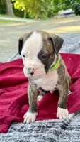 Cletus, a male American Bulldog for sale in Mcdonough, GA – 2 of 8
