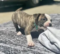 Lula Belle, a female American Bulldog for sale in Mcdonough, GA – 6 of 8