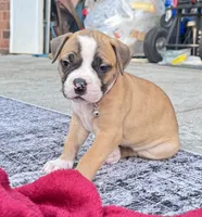 Sadie Ray, a female American Bulldog for sale in Mcdonough, GA – 2 of 9