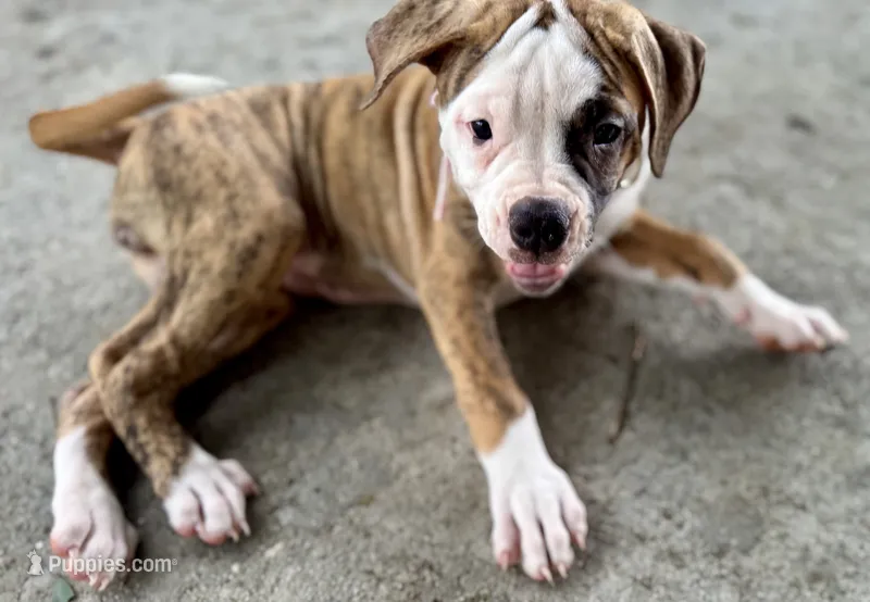 🌼Daisy May🌼Gentle Giant and Future Best Friend! READY NOW!! – American Bulldog puppy for sale in Mcdonough, GA