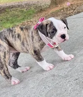     Big Boned Bulldog Beauty • Dolly, a female American Bulldog for sale in Mcdonough, GA – 8 of 10
