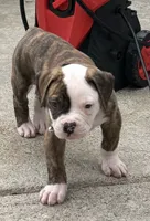 Meet Waylon… the puppy that quietly stole the spotlight, a male American Bulldog for sale in Mcdonough, GA – 7 of 10