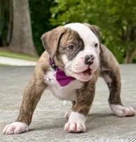 Meet Waylon… the puppy that quietly stole the spotlight, a male American Bulldog for sale in Mcdonough, GA – 3 of 10