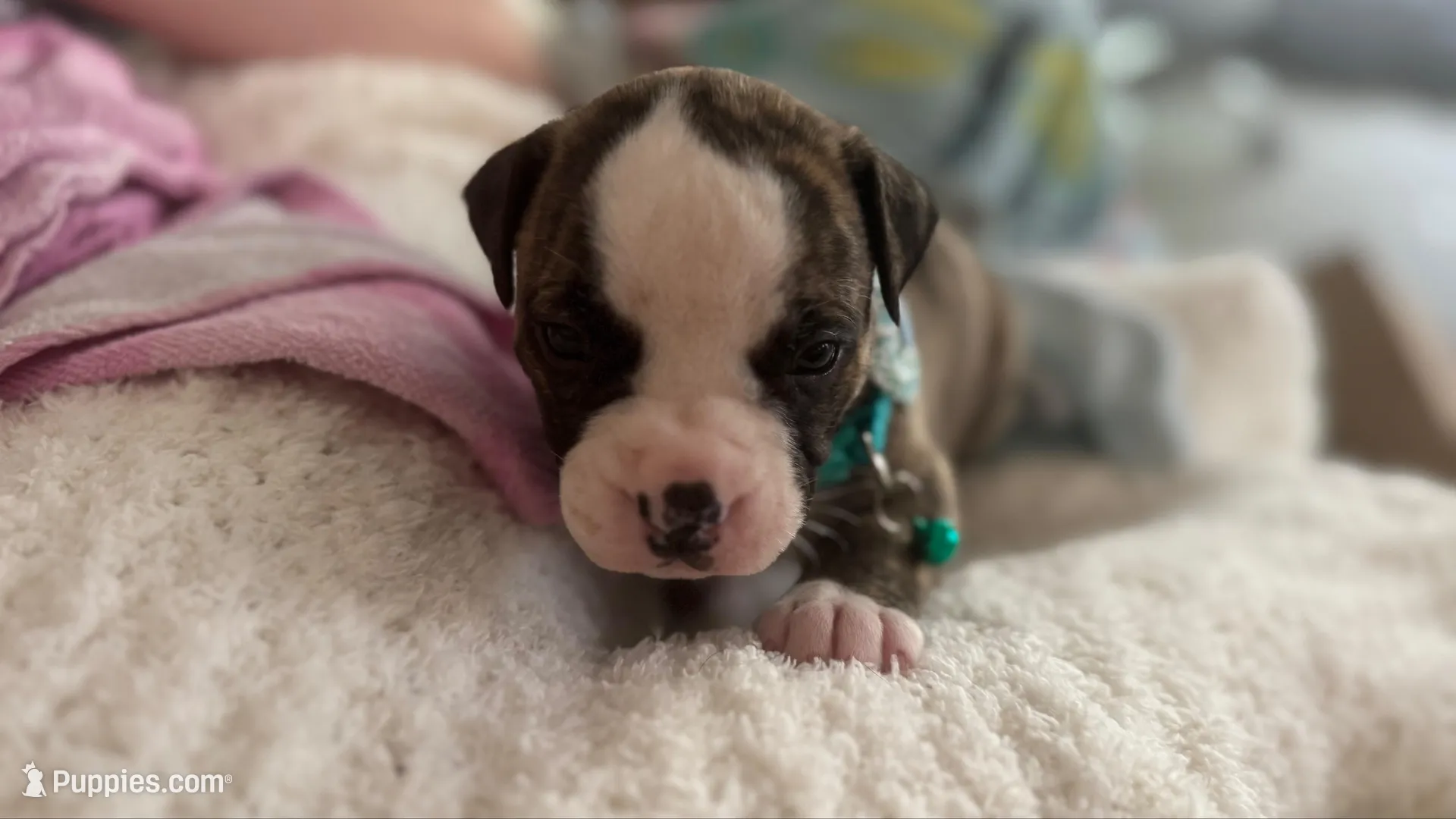 Lula Belle, a female American Bulldog for sale in Mcdonough, GA – 2 of 8