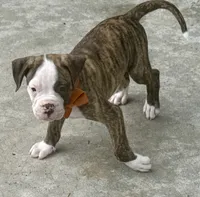 Cletus – The Happy-Go-Lucky Heart Stealer, a male American Bulldog for sale in Mcdonough, GA – 2 of 10
