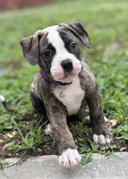 💜Jolene The Quiet Confidence Of A True Companion, a female American Bulldog for sale in Mcdonough, GA – 2 of 8