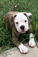 💙Bo ~ Built For Love ❤️ Ready For Family 💙 READY NOW! , a male American Bulldog for sale in Mcdonough, GA – 1 of 10