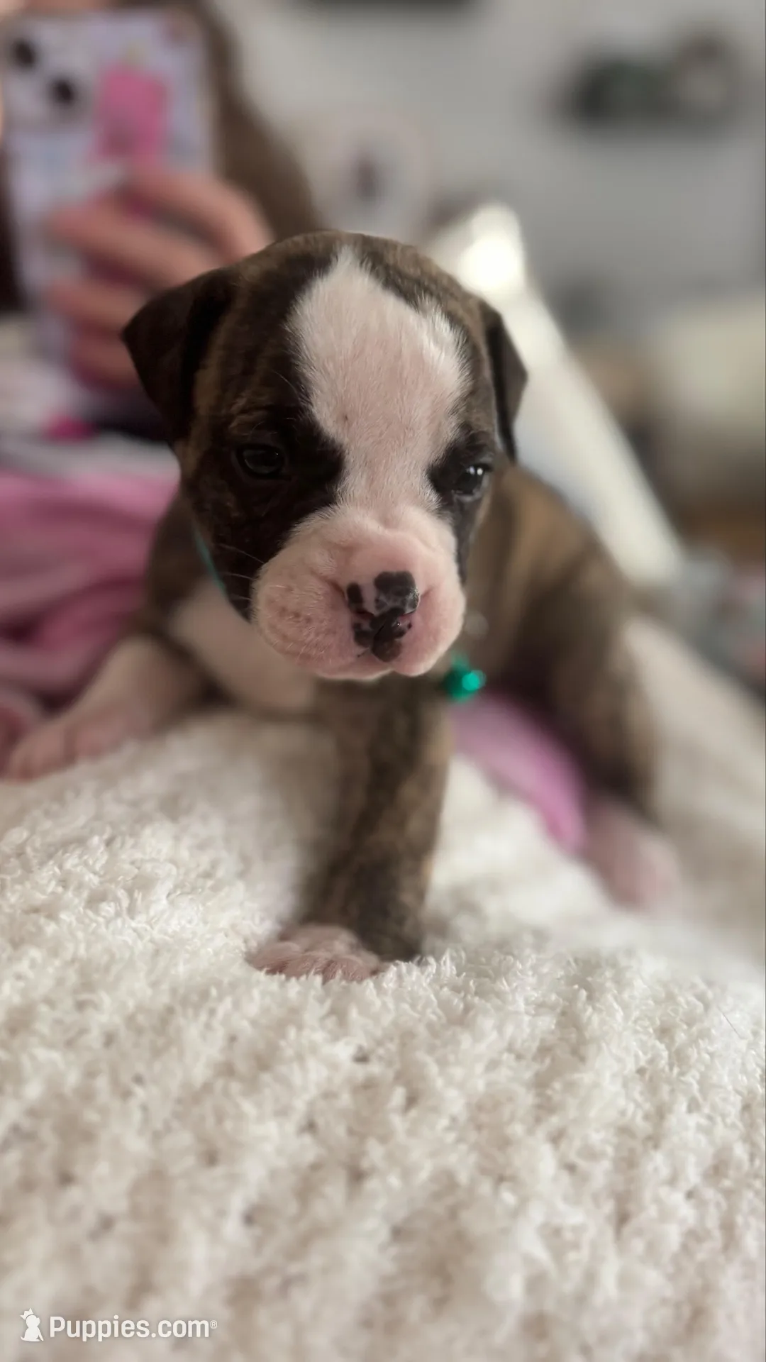 Lula Belle, a female American Bulldog for sale in Mcdonough, GA – 3 of 8
