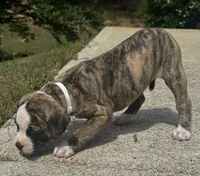 Lula Belle The little angel with the big ♥️, a female American Bulldog for sale in Mcdonough, GA – 9 of 10