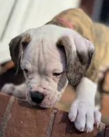 💙Bo ~ Built For Love ❤️ Ready For Family 💙 READY NOW! , a male American Bulldog for sale in Mcdonough, GA – 3 of 10