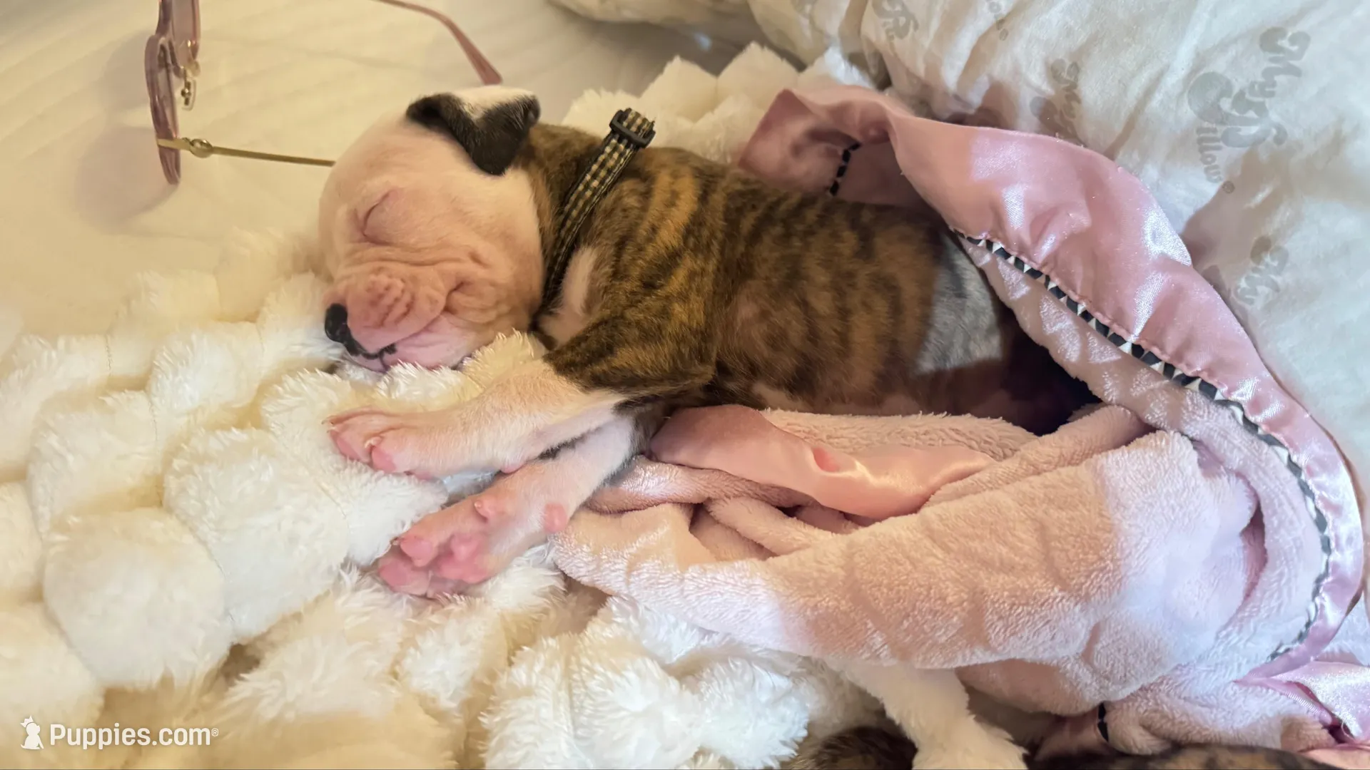 Bo, a male American Bulldog for sale in Mcdonough, GA – 3 of 6